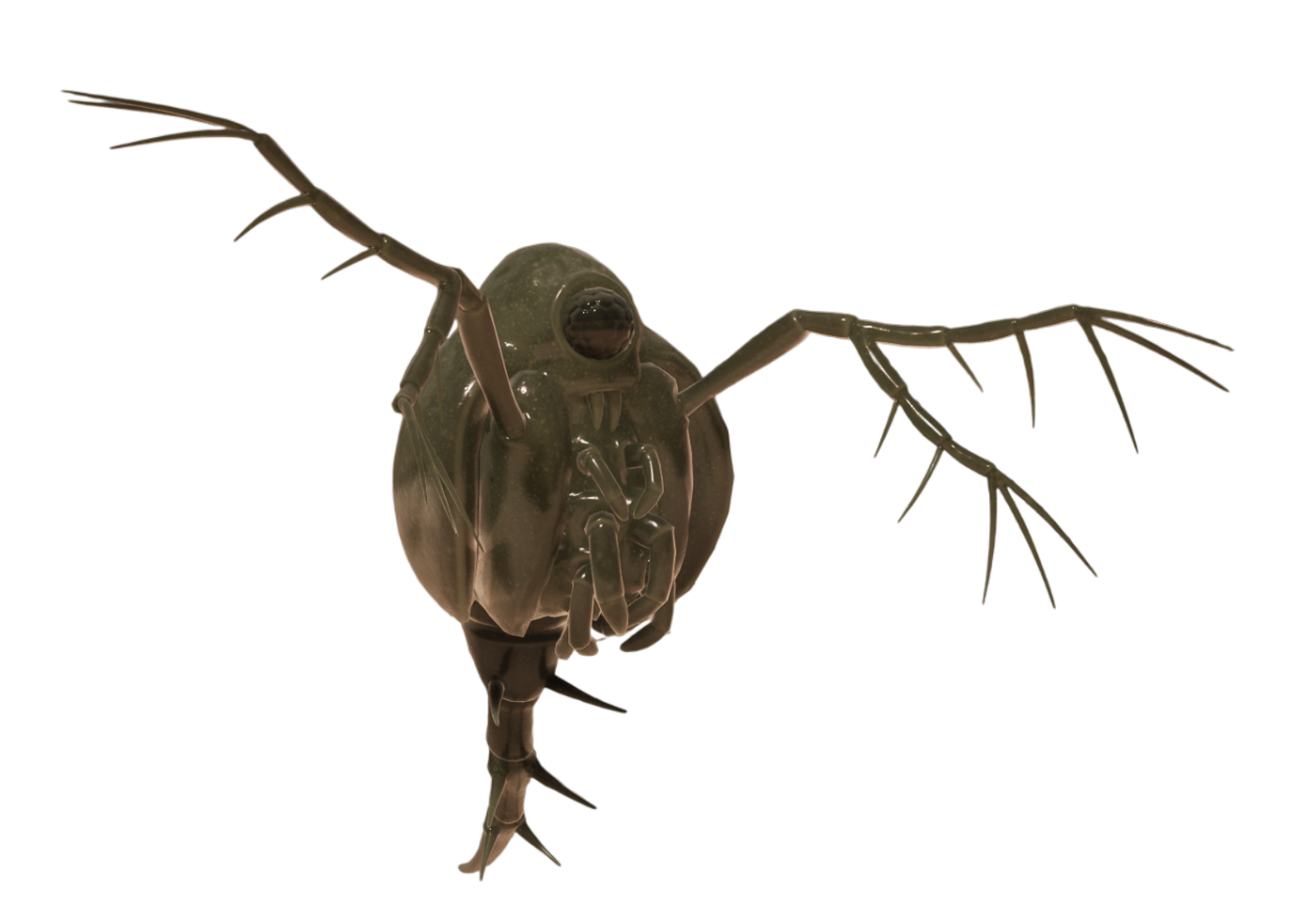 Spiny Water Flea